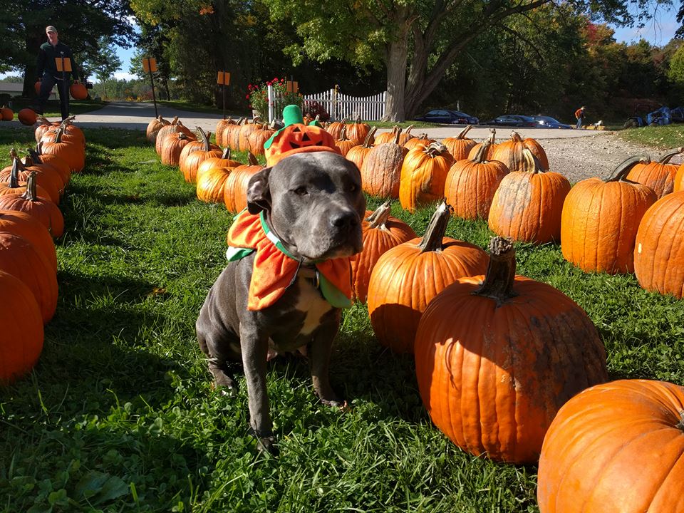 Kya's pumpkin costume